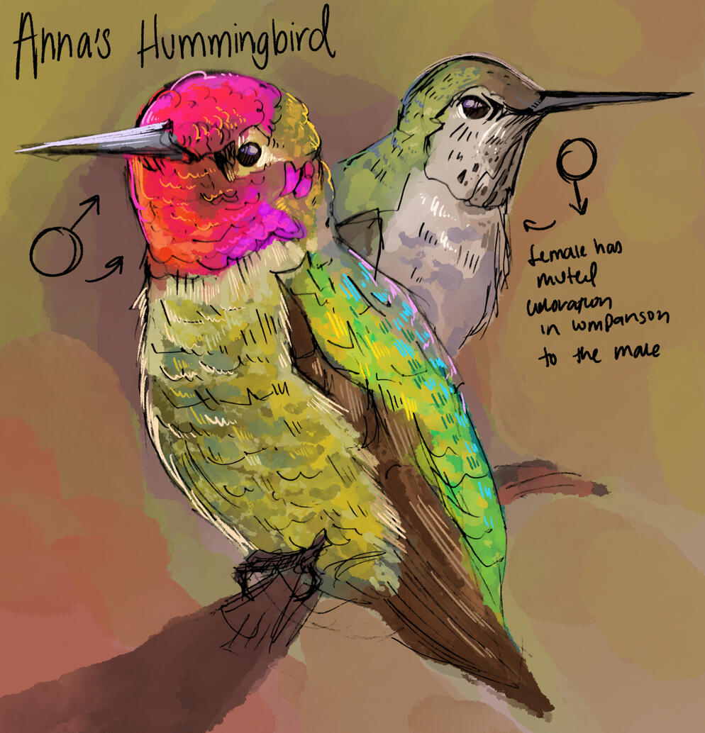 Anna's Hummingbird Illustration Anna's Hummingbird Illustration