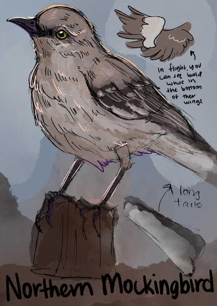 Northern Mockingbird Illustration Northern Mockingbird Illustration