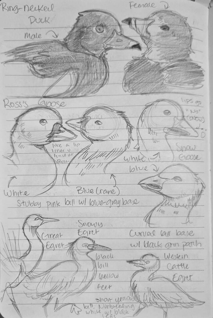 Field Journal Entry 3 Field Journal Entry 3
