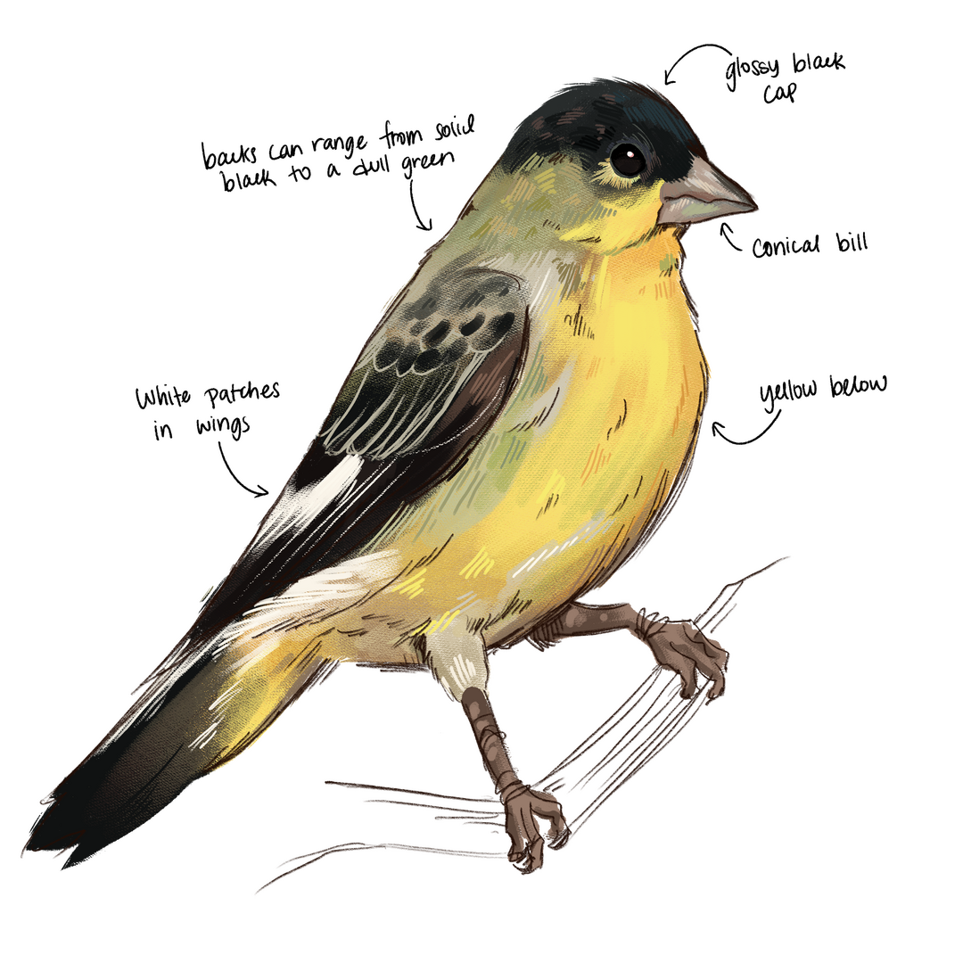 Study Material - Lesser Goldfinch Study Material - Lesser Goldfinch