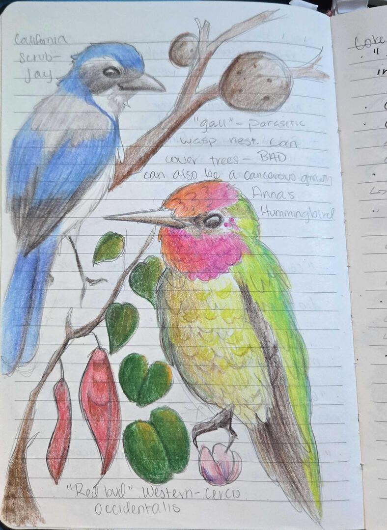 Field Journal Entry 4 Field Journal Entry 4