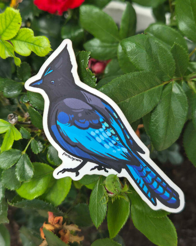 Steller's Jay Sticker Steller's Jay Sticker
